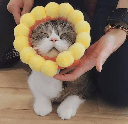 全世界選抜総選挙